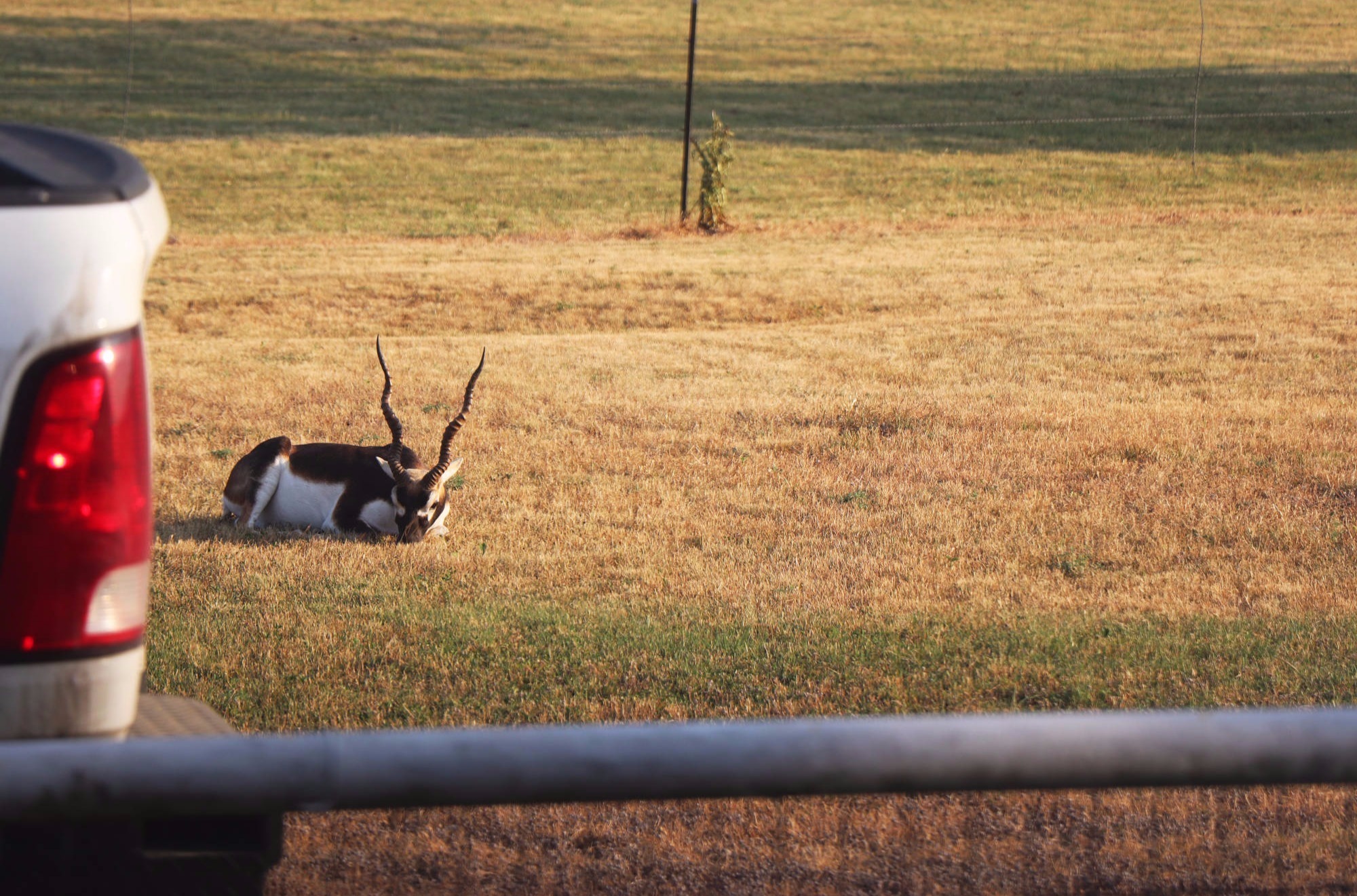 Black Buck lives at our house