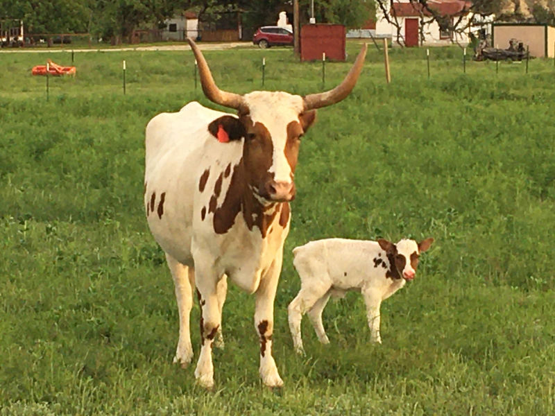 Long Horn Cattle
